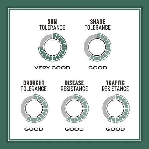 Pennington Kentucky 31 Tall Fescue Grass Seed