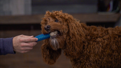 Hero Bonetics Dental Bone Dog Chew Toy