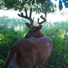 Ani-Logics CRUSH® Liquid Attractant Persimmon