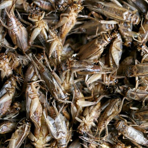 Buffalo Tools 10 oz Bag Dried Crickets Poultry Treats
